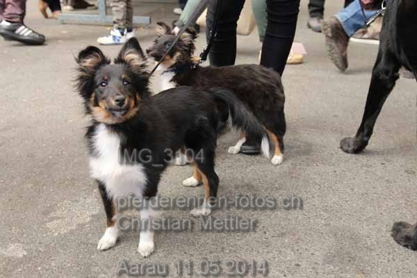 IMG 3104 prot
